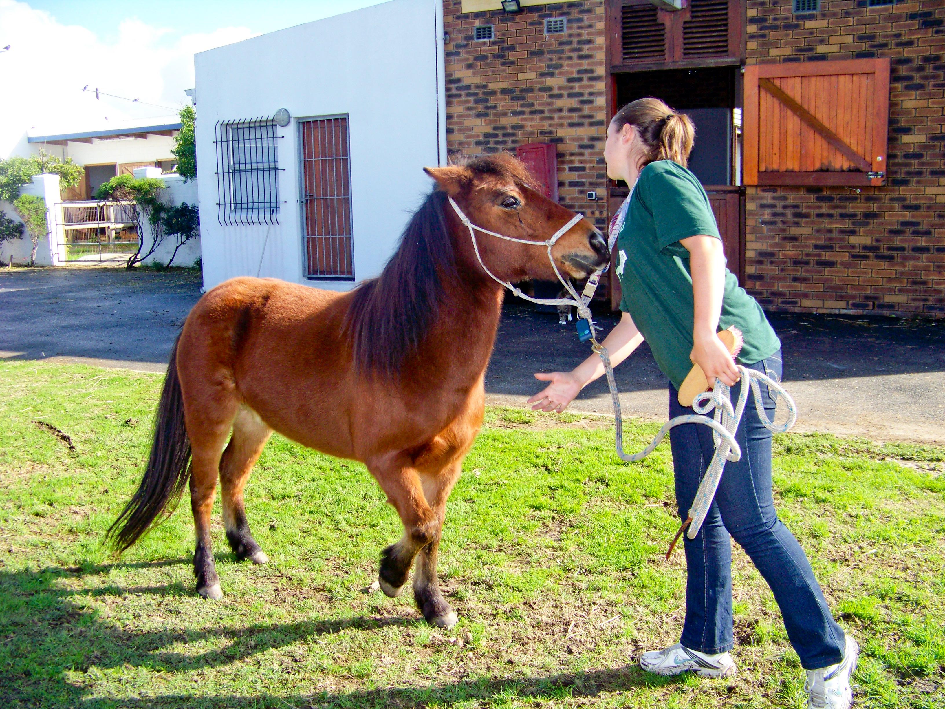 Projects Abroad Equine Therapy intern socialises a horse outside an Equine Therapy centre in South Africa A Projects Abroad interns exercises a horse during her Equine Therapy placement in South Africa.